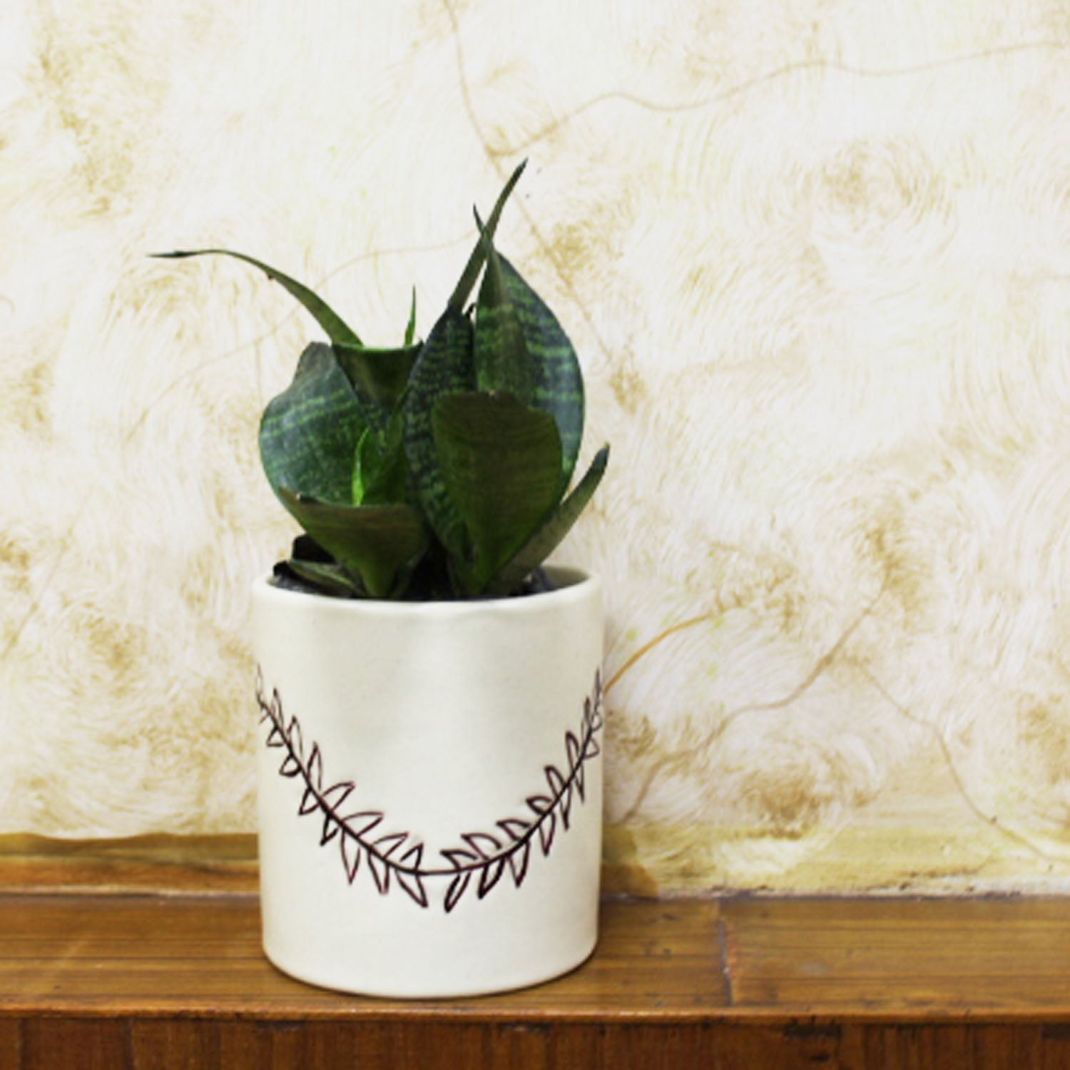 indoor pots for plants india Hosley Ceramic Sansevieria Planter Pot